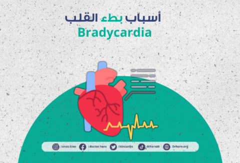 بطء القلب