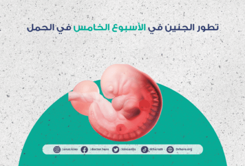 الأسبوع الخامس في الحمل