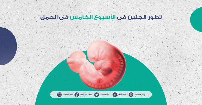 الأسبوع الخامس في الحمل