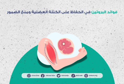 فوائد البروتين في الحفاظ على الكتلة العضلية