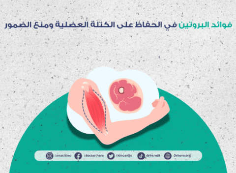 فوائد البروتين في الحفاظ على الكتلة العضلية