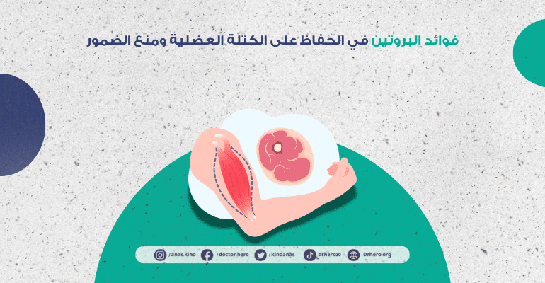 فوائد البروتين في الحفاظ على الكتلة العضلية